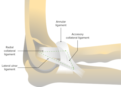 Articula O Do Cotovelo Anatomia V Deo Lecturio Medical