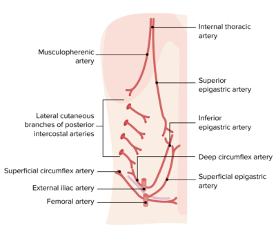 Parede Abdominal Anterior Anatomia Concise Medical Knowledge