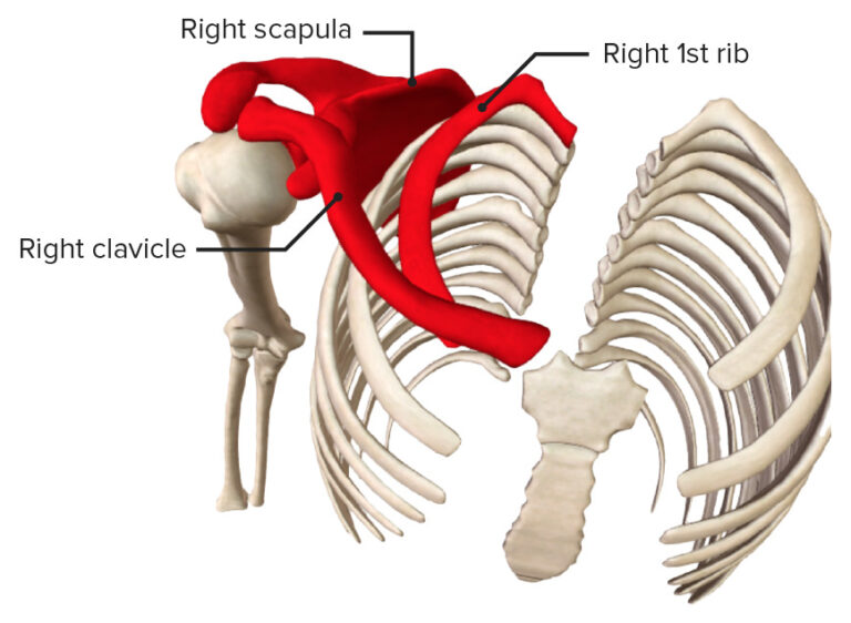 Axilla And Brachial Plexus Anatomy Concise Medical Knowledge