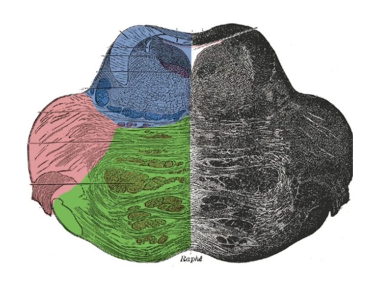 Brain Stem Anatomy Concise Medical Knowledge