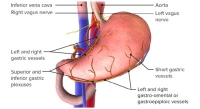 Anatom A Quir Rgica Del Abdomen Concise Medical Knowledge