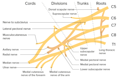 Axilla And Brachial Plexus Anatomy Concise Medical Knowledge