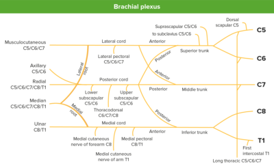 Axilla And Brachial Plexus Anatomy Concise Medical Knowledge