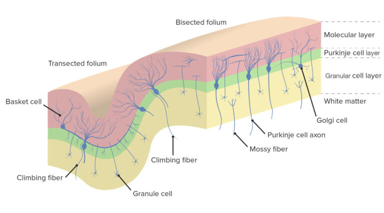 Cerebellum Anatomy Concise Medical Knowledge