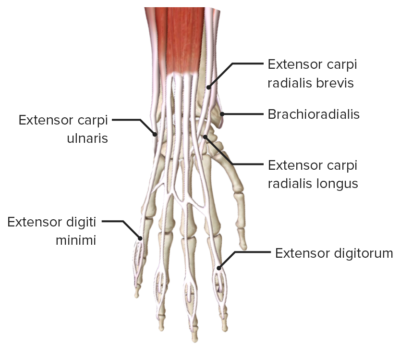 Forearm Anatomy Concise Medical Knowledge