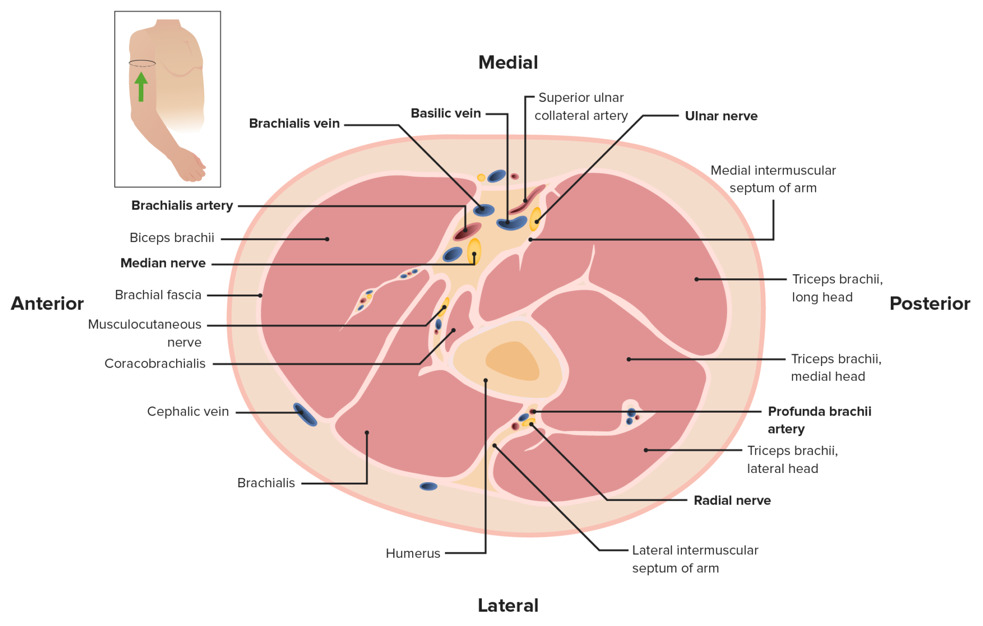 Brazo Anatomía video Lecturio Medical