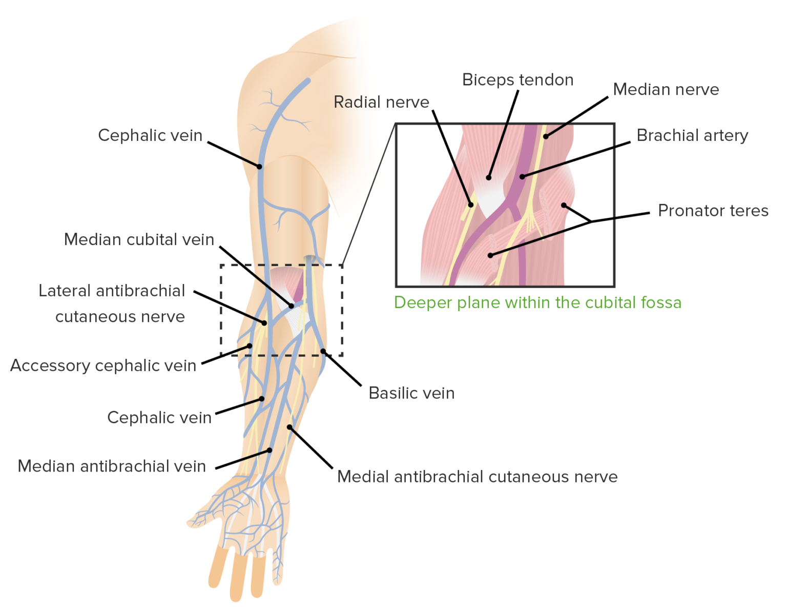 Cubital Fossa Contents Anatomy Concise Medical Knowledge