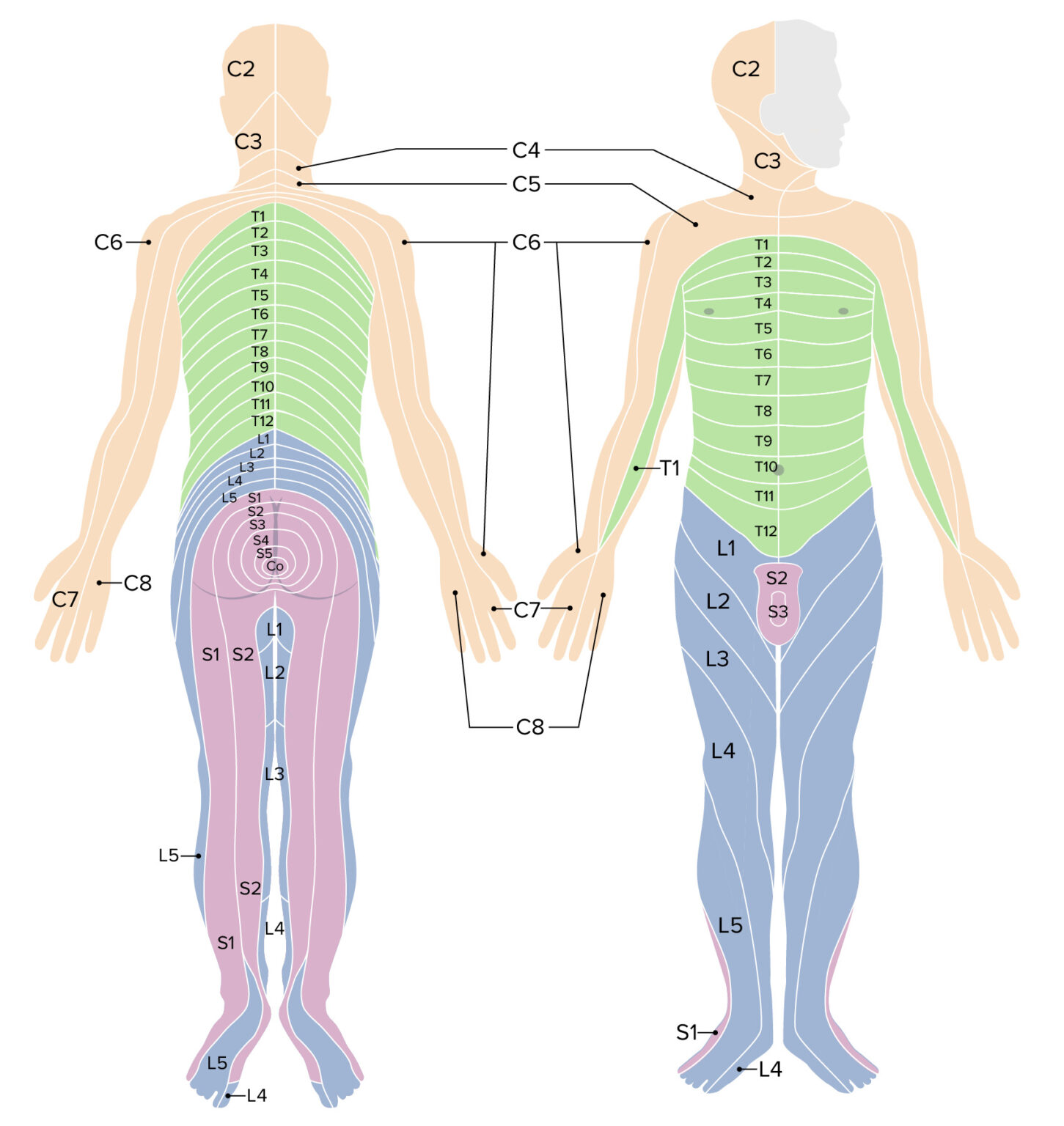 Spinal Nerve Dermatome Chart