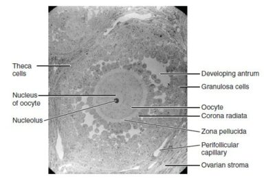 Ovaries Anatomy Concise Medical Knowledge