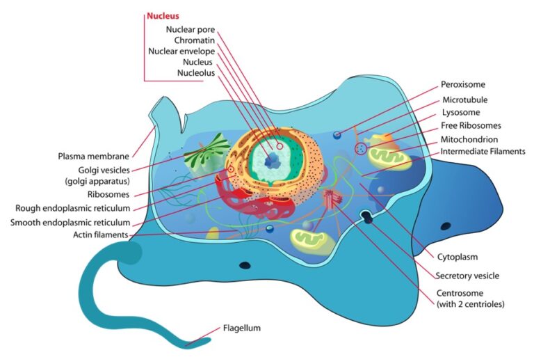 Tipos de Células Eucariontes versus Procariontes Concise Medical