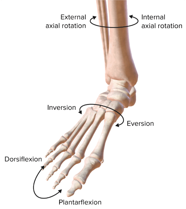 Articula O Do Tornozelo Concise Medical Knowledge