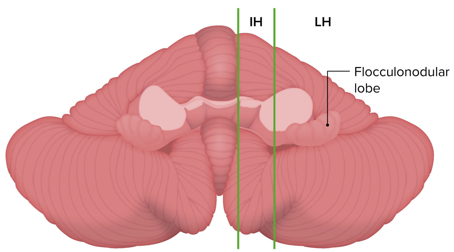 Cerebellum Anatomy Concise Medical Knowledge