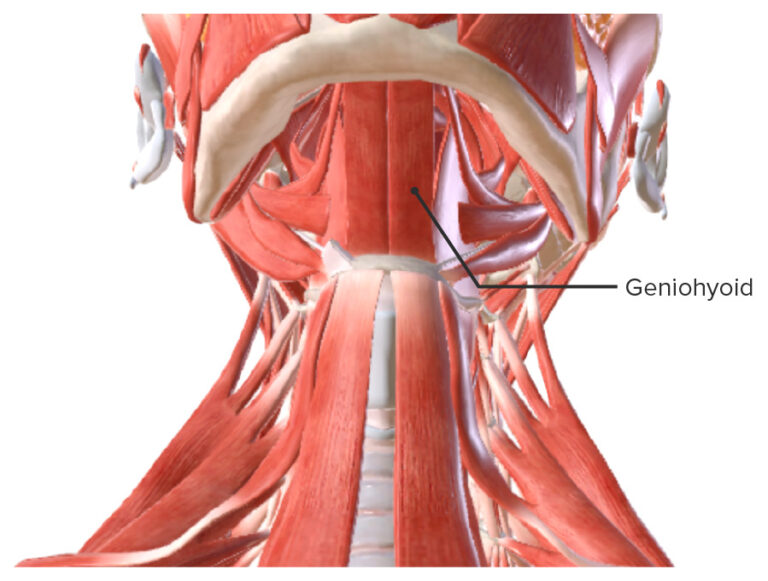 Músculos del Cuello Anatomía Concise Medical Knowledge