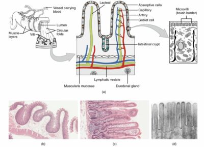 Intestino Delgado Anatomía Concise Medical Knowledge