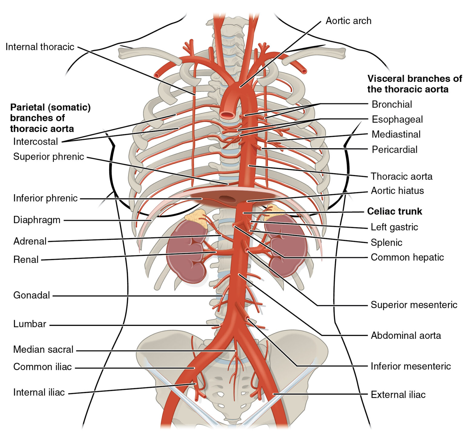 Esophagus Anatomy Concise Medical Knowledge