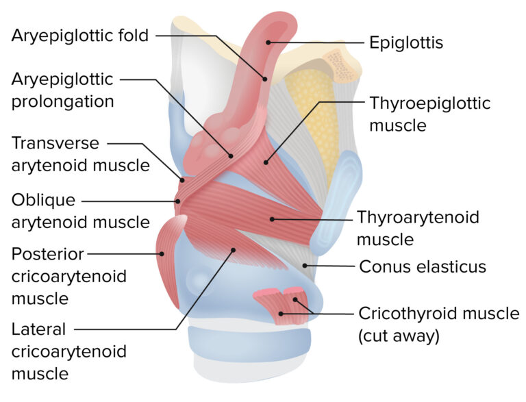 Anterior And Posterior Views Of Larynx Functional Human My XXX Hot Girl