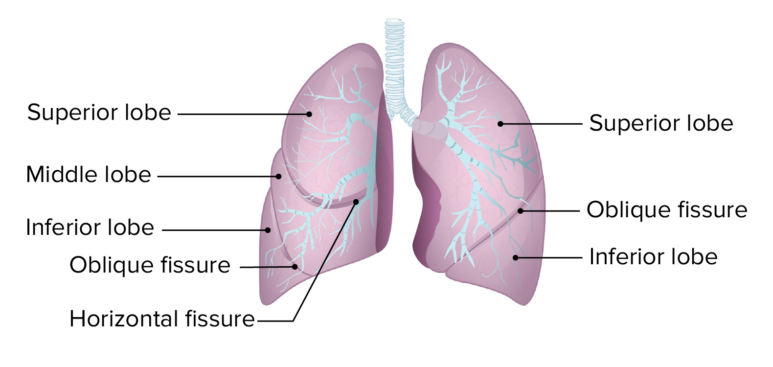 Human Lungs Anatomy