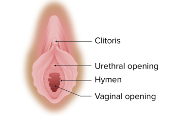 Vagina Vulva Y Piso P Lvico Anatom A Concise Medical Knowledge