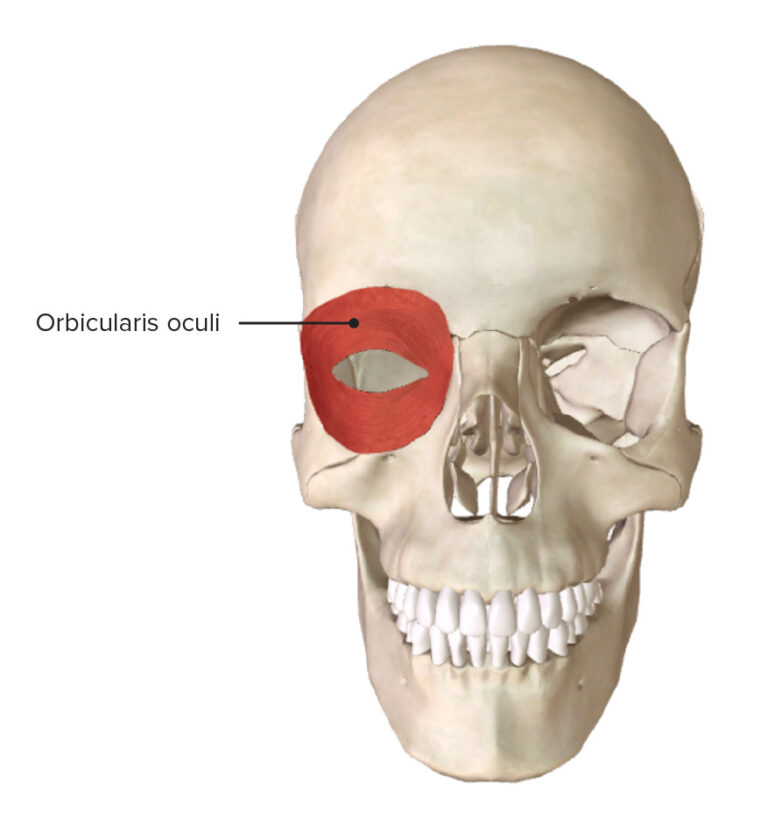 Facial Muscles Anatomy Concise Medical Knowledge