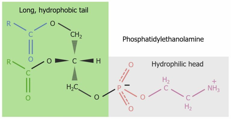 Fatty Acids And Lipids Concise Medical Knowledge