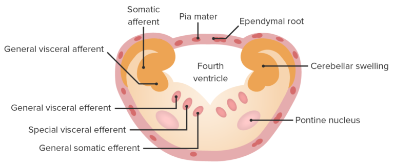 Desenvolvimento Do Sistema Nervoso E Face Concise Medical Knowledge