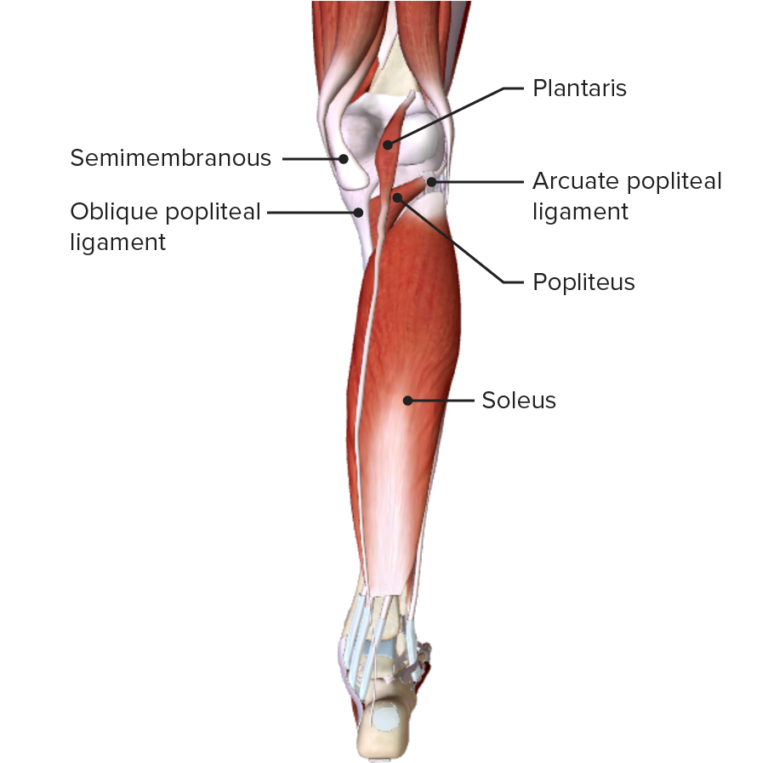 Leg Anatomy Concise Medical Knowledge