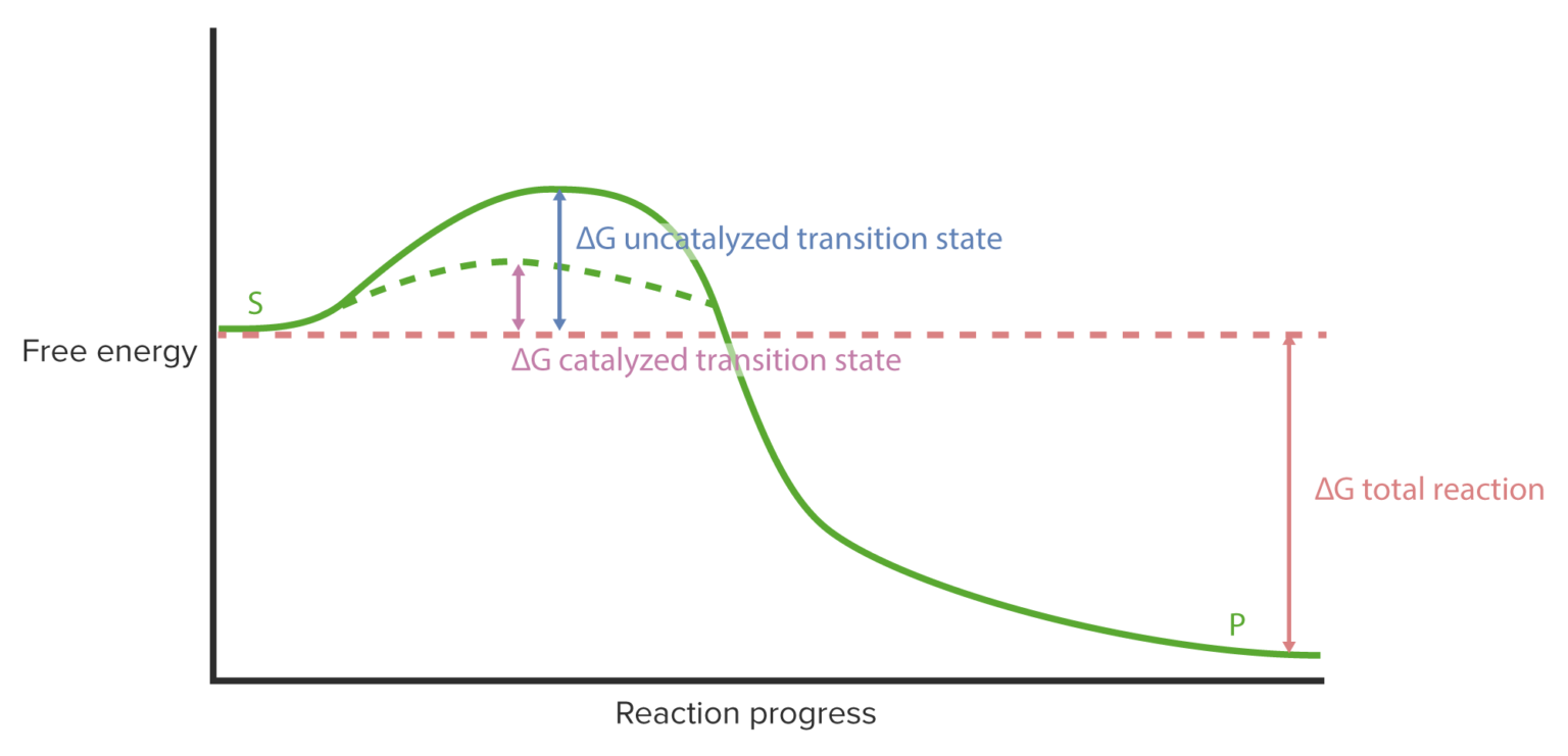 Enzyme Kinetics Concise Medical Knowledge