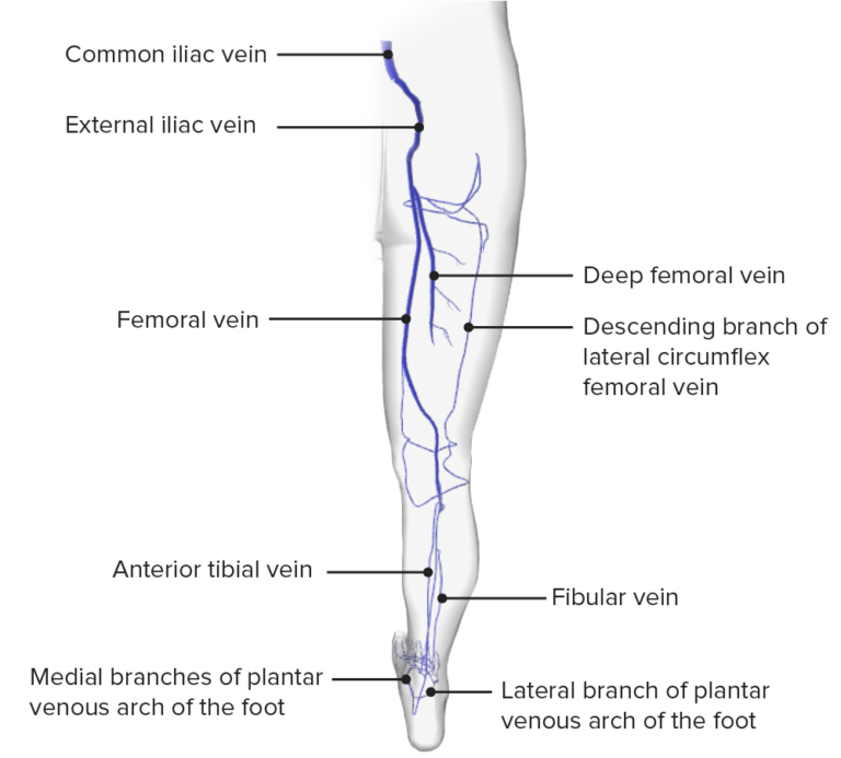 Thigh Anatomy Concise Medical Knowledge