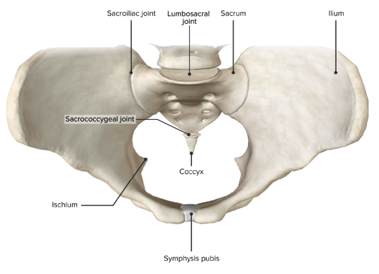 Parede Abdominal Posterior Anatomia Concise Medical Knowledge