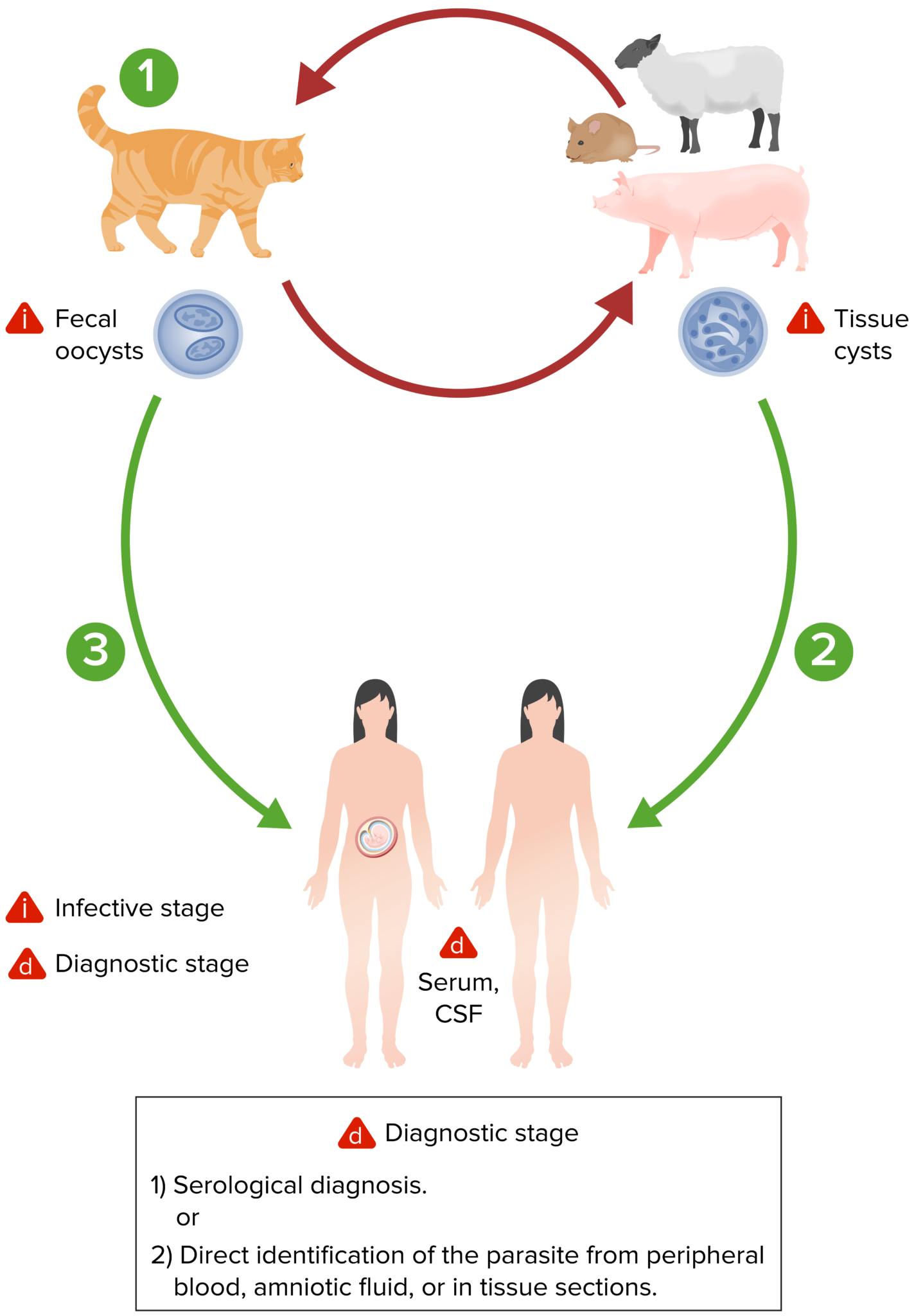 Toxoplasma Toxoplasmosis Concise Medical Knowledge