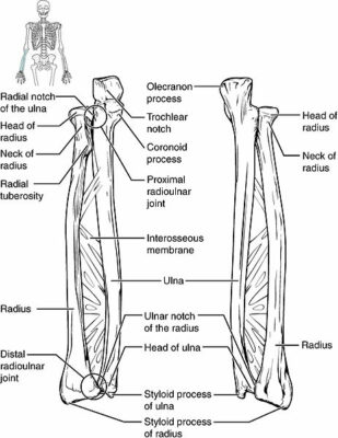 Antebrazo Anatom A Concise Medical Knowledge