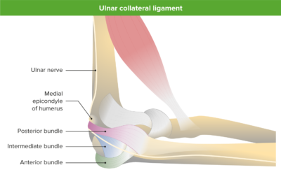 Articula O Do Cotovelo Anatomia V Deo Lecturio Medical