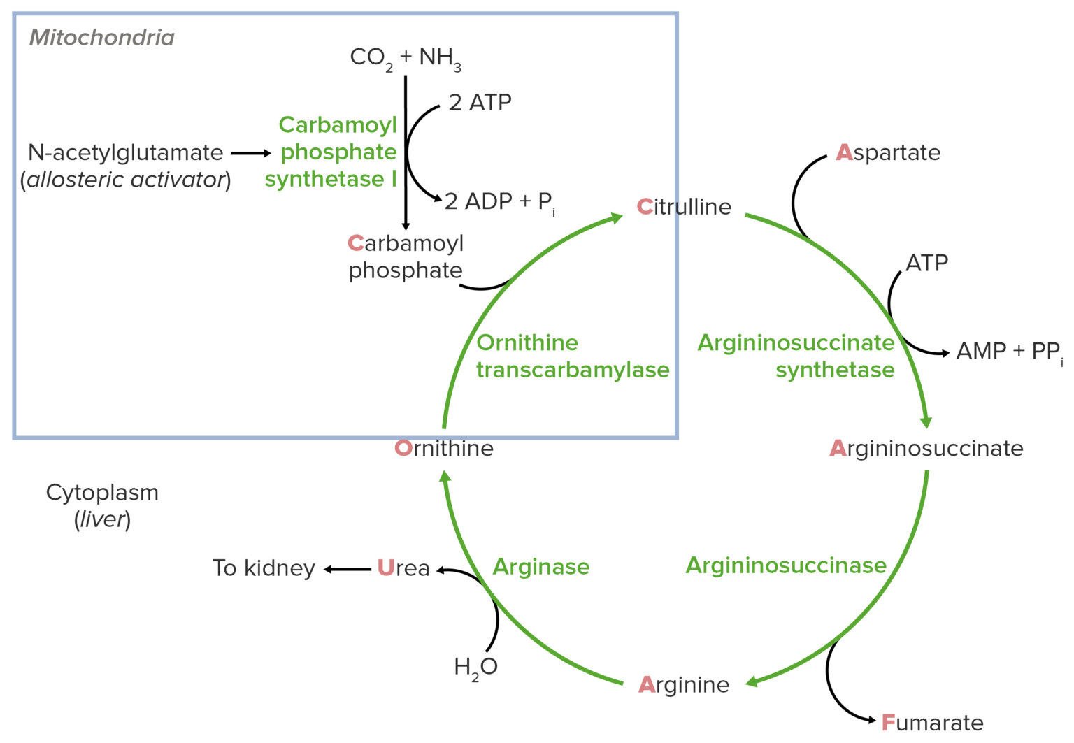 Where Does The Urea Cycle Occur