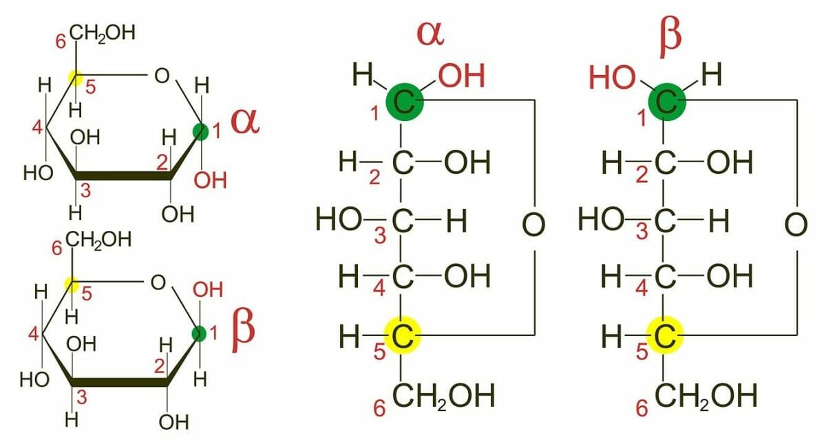 Α and β anomers of d-glucose