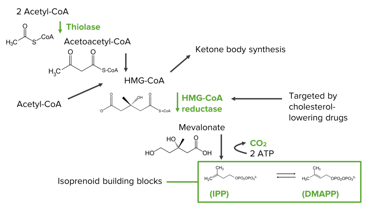 Advanced lipid metabolism - steroids & bile acid