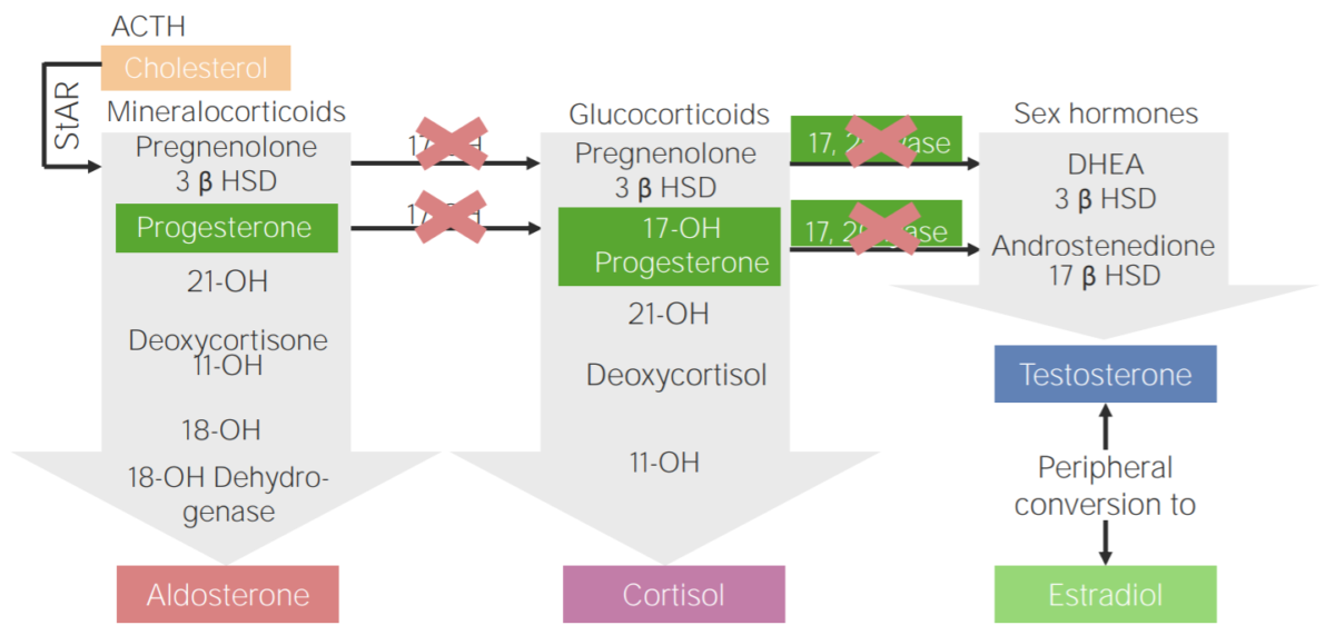 17α-hydroxylase deficiency