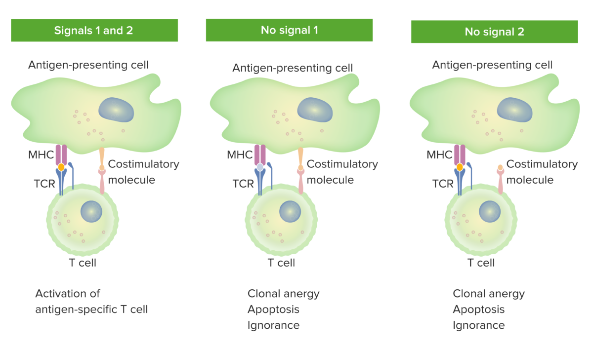 Modelo de 2 señales - dependencia de las linfocitos t de la coestimulación