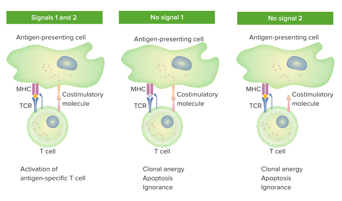 T cells: Types and Functions | Concise Medical Knowledge