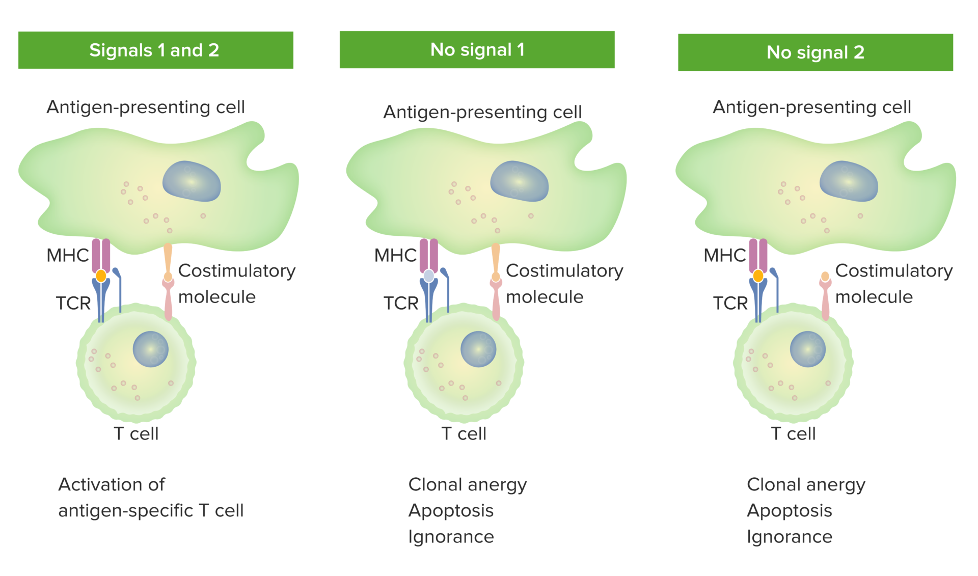 T cells Types and Functions Concise Medical Knowledge