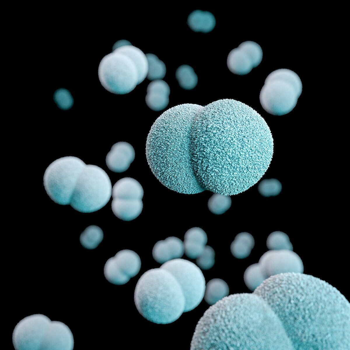 Imagem 3d de um grupo de diplococos gram-negativos de neisseria meningitides