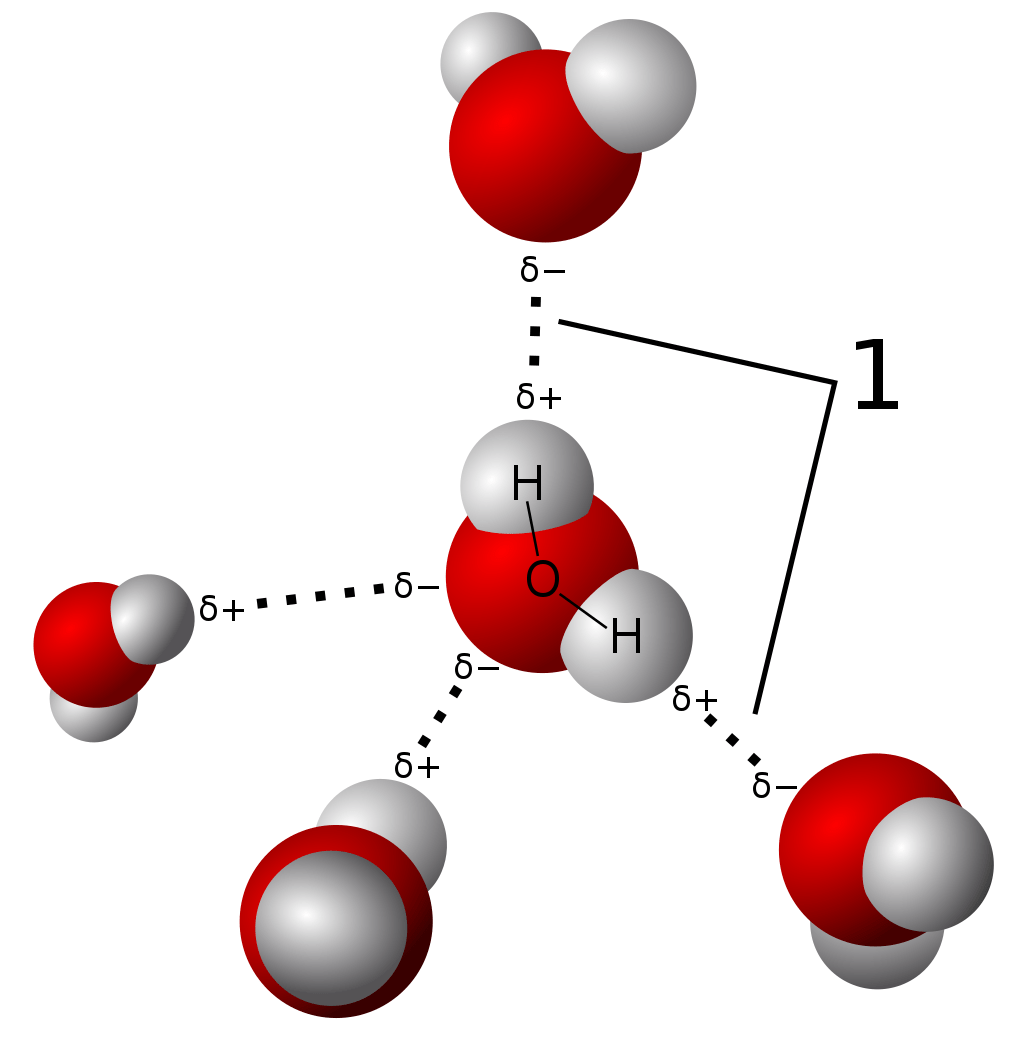 3d model of hydrogen bonds in water