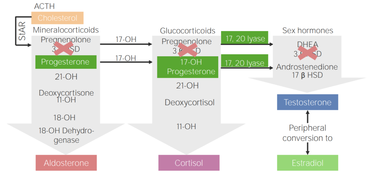 3β-hydroxysteroid dehydrogenase deficiency (3BHSD)
