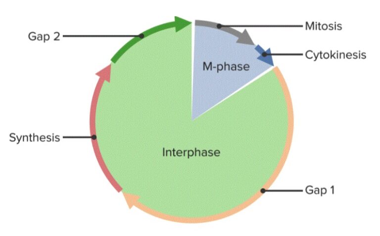 5 Phases Of Cell Cycle