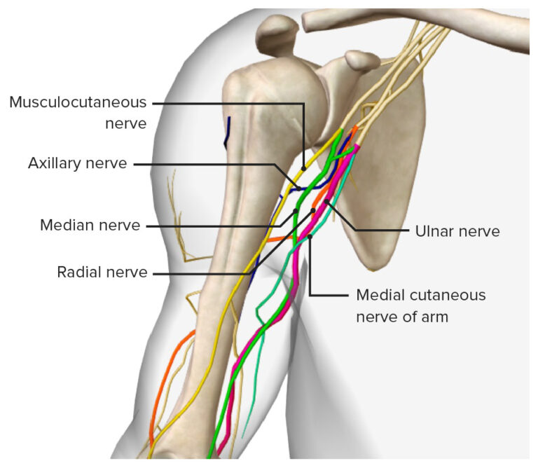 Arm: Anatomy [+video] - Lecturio Medical