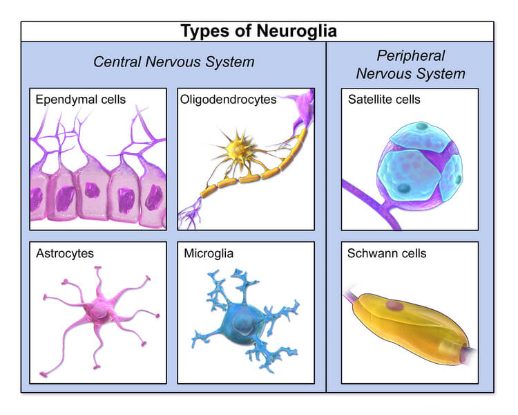 Types of neuroglia