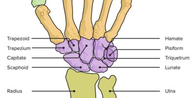 Wrist Joint: Anatomy | Concise Medical Knowledge