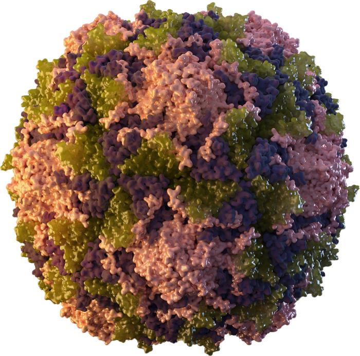 A 3-dimensional poliovirus particle