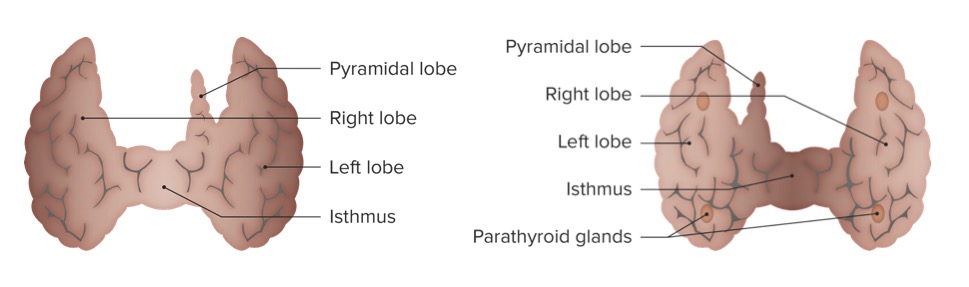 (a) anterior y (b) vistas posteriores de la glándula tiroides
