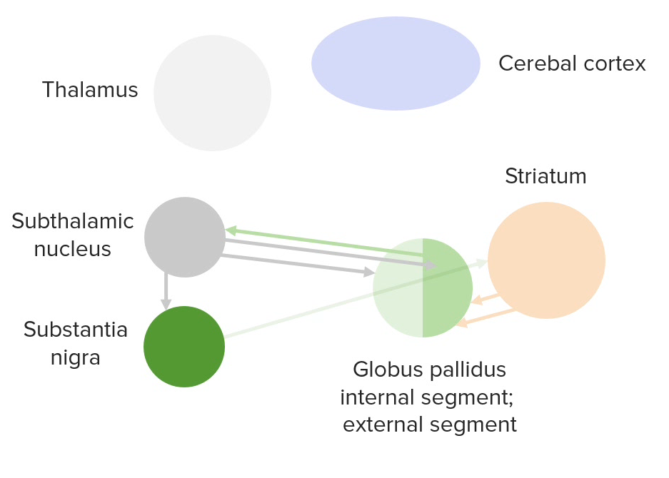 Un diagrama de las conexiones intrínsecas entre los núcleos basales