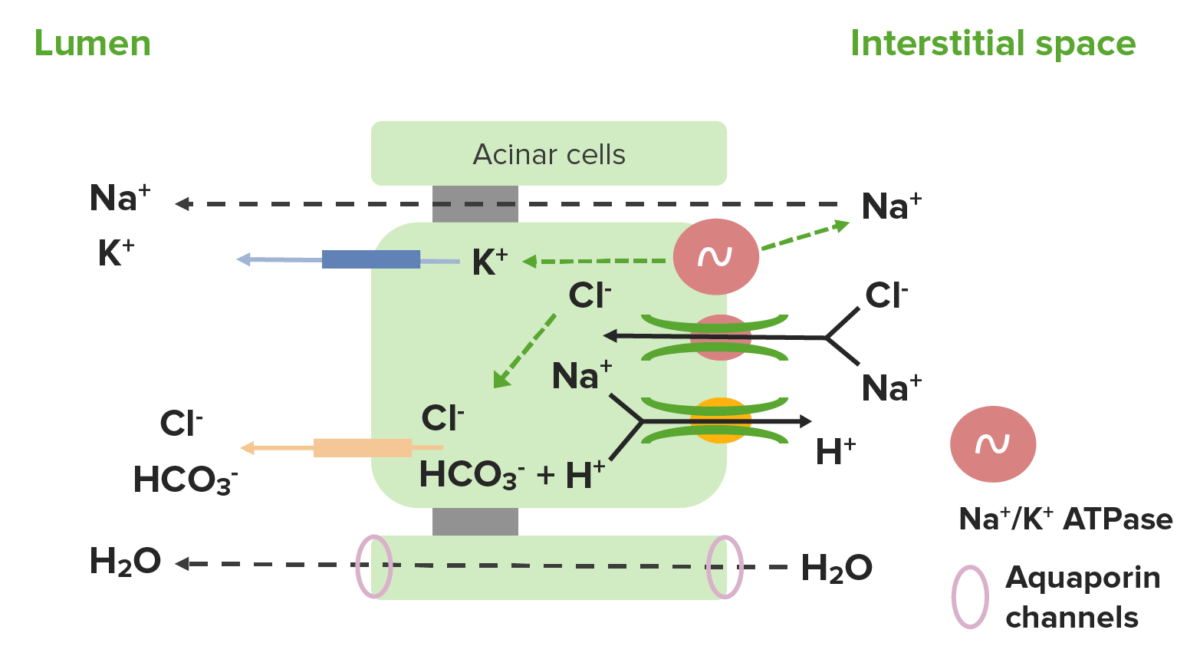 Un diagrama que muestra la secreción de iones por células acinares.